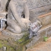 monkey_macaque_balinese_mf_ubud_v_1072_bal4790.jpg